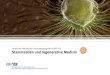 Porträt des NFP 63 «Stammzellen und regenerative Medizin»