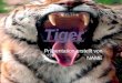 Tiger Präsentation erstellt von NAME. Allgemeines über Tiger Tiger sind die größten und stärksten Großkatzen der Welt Sie leben in Indien Sibirien und