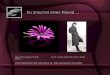 Du brauchst einen Freund … Idee und Arrangement: Friedel Sound: Sempre sempre (für immer) Andrea Bocelli Diese Präsentation läuft automatisch ab – bitte