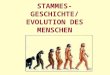 STAMMES- GESCHICHTE/ EVOLUTION DES MENSCHEN. Belege zur Evolution Komparative Anatomie Adaptation Paleontologische Belege, Biogeographische B. Embryonale