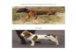 Bayerischer Gebirgsschweißhund Beagle. Brandlbracke Cocker Spaniel