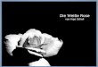Die Weiße Rose von Inge Scholl Sophie Scholl – Die letzten Tage Startseite Mehr über den Film