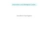 Intonation und Biological Codes Jonathan Harrington