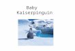Baby Kaiserpinguin. Der Brillenpinguin Der Eselpinguin