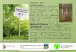 Schutzgemeinschaft Deutscher Wald Landesverband Rheinland-Pfalz Ökokontofläche „Buchwald“ Weil Totholz so wichtig ist, können Gemeinden sich Baumbestände,
