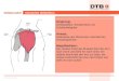 © DTB, Version 2010 Deltamuskel musculus deltoideus Ursprung: Schlüsselbein, Schulterhöhe und Schulterblattgräte Ansatz: Außenseite des Oberarmes unterhalb