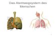 1 Das Atemwegsystem des Menschen. 2 Aufbau und Funktion der Lunge und Atemwege Die Lunge besteht aus den beiden Lungenflügeln, die ihrerseits in mehrere