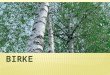 Birken können sie bis zu 30 Meter hoch werden. Sie wachsen einzelnen oder oft auch mit mehreren Stämmen. Sie können ein Alter von bis zu 160 Jahren erreichen