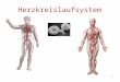 1 Herzkreislaufsystem. 2 Das Kreislaufsystem Das Kreislaufsystem reguliert die Versorgung von Organen und Körpergeweben mit Sauerstoff und Nährstoffen