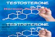 Hormon Testosteron