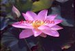 A flor de_lotus