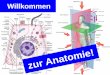 Anatomie in der  · PDF fileBuchempfehlungen Makro-Atlas 99,95 € bzw. 2 x 69,95 € (jetzt 22. Auflage) 99,95 € bzw. über Novartis ca. 50
