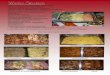 Warme Speisen - Partyservice Schlemmerfusion · PDF fileWarme Speisen Rinderfiletbraten umlegt Schweinekammbraten gefüllt o. ungefüllt Hackbraten Putenrollbraten gefüllter Schweinelendenbraten