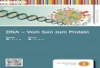 DNA – Vom Gen zum Protein - FWUdbbm.fwu.de/fwu-db/presto-image/beihefte/55/112/5511215.pdf · 3 Zum Inhalt „DNA – Vom Gen zum Protein“ (Film 21 min) Wie wird aus einer einzigen