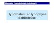 Hypothalamus/Hypophyse Schilddrüse · PDF fileHypothalamische und hypophysäre Hormone Hypothalamus bildet Liberine & Statine Kerngebiete des Hypothalamus bilden die Neurohormone