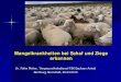 Mangelkrankheiten bei Schaf und Ziege · PDF file– Vergrößerung Schilddrüse (Struma) insb. bei wachsenden Tieren – Wachstumsdepression, Zwergwuchs – Störung der geistigen