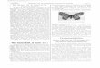 Holfl centonalis Hb. üb. fumosa (n. f.). - · PDF fileSeite 14 ZEITSCHRIFT: DES ÖSTERREICHISCHEN ENTOMOLOGEN-VEREINES „Ein kleiner Beitrag zurr Schmetterlingsfauna von Kärnten
