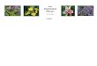 Kreta Griechenland Pflanzen - willing-botanik.de 2017/Kreta 7.4..pdf · Scorzonera cretica subsp. cretica Kreta, Lassithi, O Sisi, 35°18'35’‘N, 25°31'40’‘E, 07.04.2017 