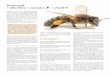 Bienengift – Gefürchtet, Gemieden u Geheilt?!?schlosswald-bienengut.de/wp-content/uploads/2017/07/Fachartikel... · bei der Schulmedizin die meiste Aner-kennung. Bienengift oder