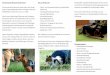 Harmonisches Mensch-Hunde-Team Bei uns finden Sie: …wp.hundeschule-harmony-life.de/wp-content/uploads/2013/01/Flyer... · Dorn-Therapie Manuelle Therapie aktive / passive Bewegungstherapie