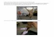 Aufbrechen eines Rehbocks mit Schuss durchs · PDF fileAufbrechen eines Rehbocks mit Schuss durchs Gescheide: Weich geschossene Stücke bricht man am besten an den Hinterläufen aufgehängt
