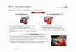 DEUTZ –the engine company - vdi-ulm.de · PDF fileDEUTZ –the engine company Flüssigkeitsgekühlte Motoren < 4 Liter und 4 - 8 Liter, ... Montage V-Motoren 413/513, 1015/2015 Montage