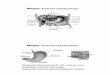 Magen: Anatomie und Physiologiegk1728/downloads/patho04.pdf- Therapie des „Früh-Dumping-Syndroms ... Dumping-Syndrome insbesondere nach Billroth II Operation. 9 Magen/Duodenum Ernährungsmedizinische