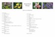 Griechenland Pflanzen - willing-botanik.de Baeume.pdf · Griechenland Pflanzen R. & E. Willing Bäume und Sträucher Aquifoliaceae Ilex aquifolium L ... 13.05.2016 Kavala, Platanotopos,