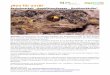 ¡Neu für 2018! - Universität Münster · Das Vorkom-men der Knoblauchkröte im NSG Visse wurde im Jahr 2015 entdeckt und 2016 bestätigt, aber bisher nicht hinreichend untersucht