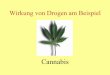 Wirkung von Drogen am Beispiel Cannabis - isf.uni … · Die Pflanze • Es gibt drei Hanfarten Cannabis sativa, Cannabis indica und Cannabis ruderalis • Familie der Urticacceen