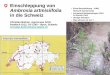 Introduction of Ambrosia artemisiifolia in Switzerland ...pflanzengesundheit.jki.bund.de/dokumente/upload/daa4f_2ws051206... · Einschleppung von . Ambrosia artemisiifolia. L. in