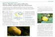 Adobe Photoshop PDF - limonedisiracusa.org€¦ · ITALIEN/INSTITUT MARIO NEGRI Neue Studie zur gesundheits- fördernden Wirkung der Zitronen Unter dem Titel „Die versteckten Kräfte