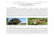 Acer campestre – Feld-Ahorn, Maßholder Sapindaceae ), … · Jahrb. Bochumer Bot. Ver. 7 152–158 2016 – 152 – Acer campestre – Feld-Ahorn, Maßholder (Sapindaceae ), Baum