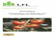 Tomaten - Krankheiten, Schädlinge und physiologische … · Schadbild: Biologie: Vorbeugung und Bekämpfung: Auf den unteren Blättern entstehen rundliche grau-braune bis braune