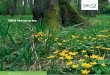 DBU Naturerbe€¦ · für Immobilienaufgaben (BImA), Sparte Bundesforst, erhält und optimiert ... 9 18 510 170 9 600 *2 Niedersachsen 10 4 424 40 1 220