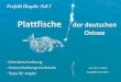 Plattfische der Deutschen Ostsee - Knotenpage | … · Glattbutt (Kleist) Größe: 25 –35cm im Durchschnitt, bis 80cm 8kg. Augen: Linke Seite. Körper: Länglicher als Steinbutt,