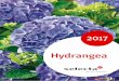 Hydrangea - Selecta One · en nuestro nuevo catálogo de Hydrangea le presentamos un surtido completo con diferentes colores, vigor y pre-cocidad. Te invitamos a que veas nuestro