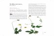 Nelkenwurz, Echte Urzeit als Aphrodisiakum und … · naria officinalis L., hat breitere Blätter mit weißen Flecken und ... Ochsenzungen-Salat RawFood Kalbsschnitzerln mit Ochsenzunge