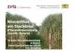 Miscanthus – ein Steckbrief - Startseite TFZ · Status Quo-Seminar am 18.9.09 TFZ, Straubing. Besonderheiten † C4 Pflanze =>effektive CO2-Ausnutzung † hohe Biomasseproduktion