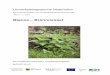 Bianca Brennnessel · 2018-06-19 · Aufbau einer Brennnesselpflanze Fotos der Großen und der Kleinen Brennnessel ... auf der Wiese, im Wald, im Garten? ... Über einen langen Zeitraum