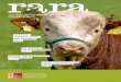 rara 4_2016 deutsch.… · ness steckt, haben die weltweit sehr gefragten Simmentaler Rinder nicht mehr viel mit der Ursprungsrasse zu tun. ... tere 27 Rinderrassen, die einst in