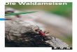 Die Waldameisen · 4 5 Hügel bauende Waldameisen – eine Gruppe von Vielen Ameisen gehören zu den bekanntesten Tieren überhaupt; jedes Kind erkennt eine Ameise