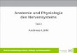 Anatomie und Physiologie des Nervensystems - kssg.ch .4. adrenerges System Anatomie und Physiologie