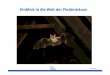 Einblick in die Welt der Fledermäuse - naturgucker.info · medizinische Empfehlung abgeleitet aus dem Buch von Albertus Magnus (13. Jh) „Die Wunder der Welt“ 