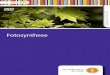Fotosynthese - FWUdbbm.fwu.de/fwu-db/presto-image/beihefte/55/016/5501646.pdf · 2 Zur Bedienung Mit den Pfeiltasten der Fernbedienung (DVD-Player) oder der Maus (Computer) können