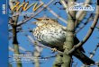 info 1/2016 · info 1/2016 Hannoverscher Vogelschutzverein von 1881 e. V. Singdrossel Turdus philomelos, eine der häufigsten Arten bei der Stadtwaldkartierung in Hannover 2015