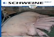 Schweine-Welt-Dezember-2014 Layout 1fleckvieh.bayern/eber/fileadmin/user_upload/Schweine-Welt-2014-Dez... · Organisiert ist der Betrieb im 3-Wochen-Rhythmus mit vierwöchiger Säugezeit