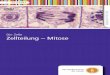 Die Zelle Zellteilung – Mitose - FWUdbbm.fwu.de/fwu-db/presto-image/beihefte/55/016/5501642.pdf · Zelle erläutert. Im Anschluss werden der Bau eines Chromosoms, der Aufbau der