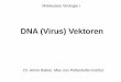 DNA (Virus) Vektoren - helmholtz-muenchen.de · DNA (Virus) Vektoren Dr. Armin Baiker, Max von Pettenkofer-Institut. Kriterien für die Einteilung von Vektoren: 1) Adminstration 