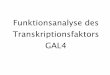 Funktionsanalyse des Transkriptionsfaktors GAL4 · Gliederung 1) Wie funktioniert der Mechanismus der Transkriptionsaktivierung bei GAL4? 2) Welche Regionen des Transkriptionsfaktors